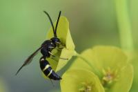 Argogorytes mystaceus