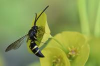 Argogorytes mystaceus