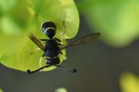 Odynerus spinipes