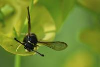 Odynerus spinipes