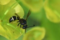 Odynerus spinipes