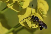 Argogorytes mystaceus