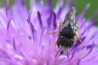 Pseudoanthidium nanum