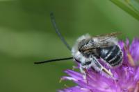 Eucera nigrifacies