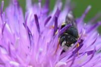 Pseudoanthidium nanum