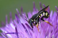 Pseudoanthidium nanum