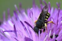 Pseudoanthidium nanum