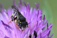 Pseudoanthidium nanum