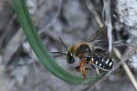 Anthidium punctatum