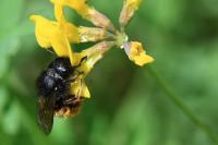Osmia bicolor