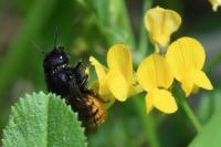 Osmia bicolor