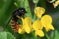 Osmia bicolor