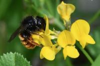 Osmia bicolor