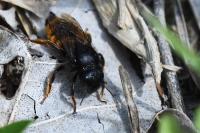 Osmia bicolor