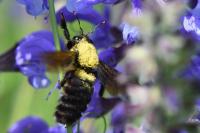 Xylocopa violacea