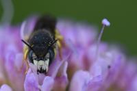 Pseudoanthidium nanum