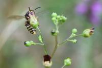 Dolichovespula media