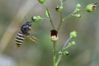 Dolichovespula media