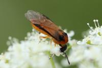 Athalia rosae