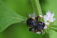 Macropis europaea