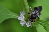 Macropis europaea