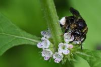 Macropis europaea