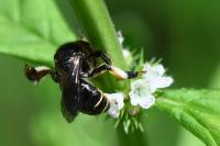Macropis europaea