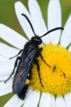 Scolia hirta