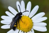 Scolia hirta