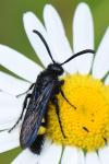Scolia hirta