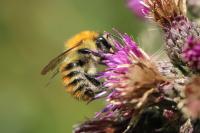 Bombus pascuorum