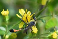 Ammophila sabulosa