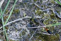 Ammophila sabulosa