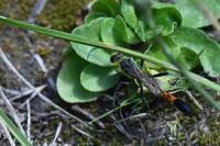 Ammophila sabulosa