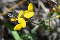 Anthidium punctatum