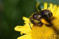 Tetralonia alticincta