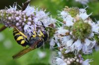 Philanthus triangulum