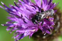 Epeoloides coecutiens