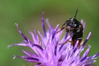 Epeoloides coecutiens