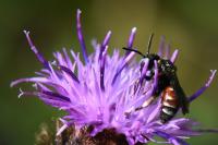 Epeoloides coecutiens
