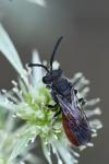 Sphecodes albilabris