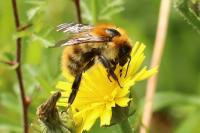 Bombus pascuorum