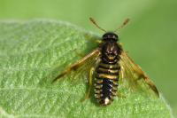 Abia sericea
