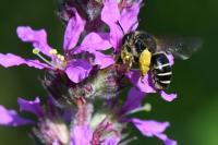 Melitta nigricans