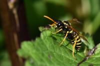 Tenthredo scrophulariae
