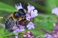 Megachile willughbiella