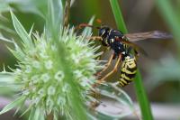 Polistes dominula