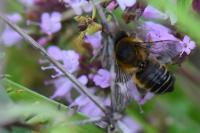 Megachile willughbiella