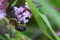 Megachile willughbiella