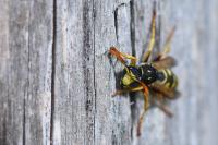 Polistes dominula